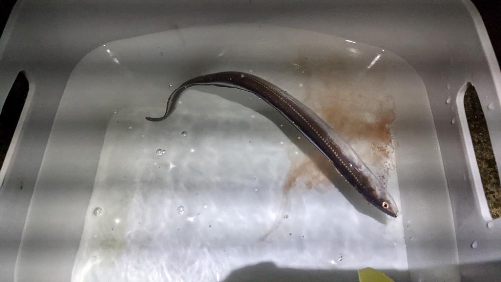 タチウオ不発　カワハギ良好