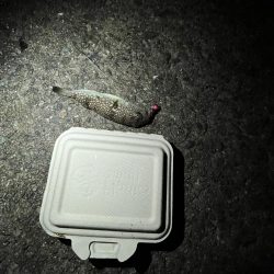 アジさん発見　カレイは不明