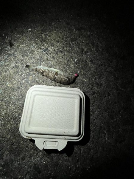 アジさん発見　カレイは不明