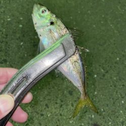 豆アジからちょっと成長