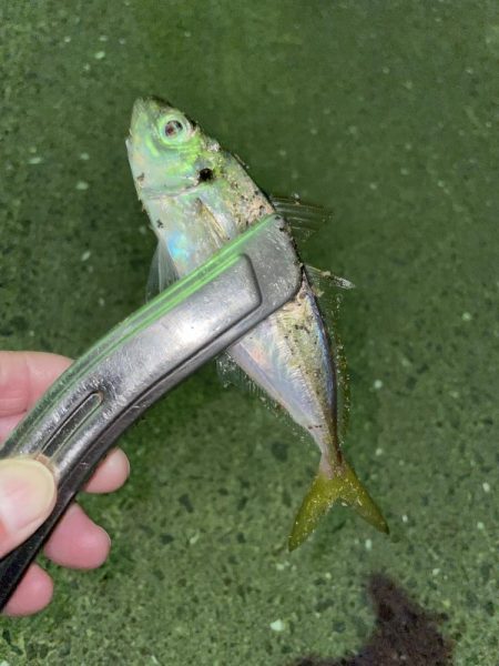 豆アジからちょっと成長