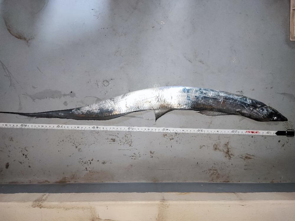 内房エリアにてタチウオジギング