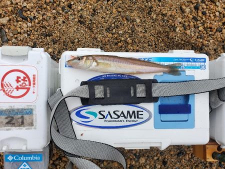 敦賀でキス釣り