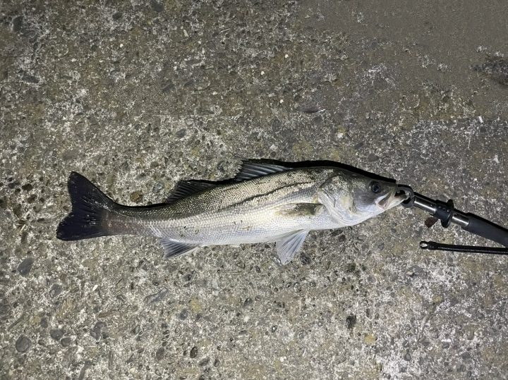 飲ませでシーバス