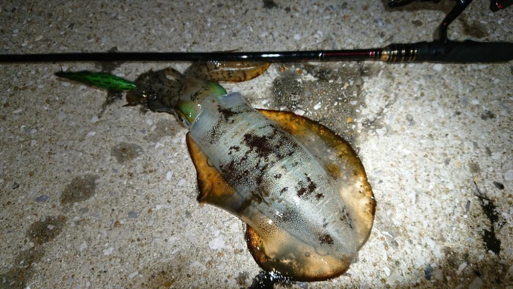 対馬エギング釣果