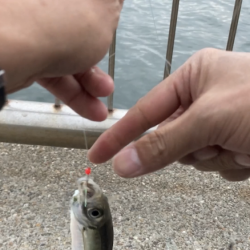 アジ釣り