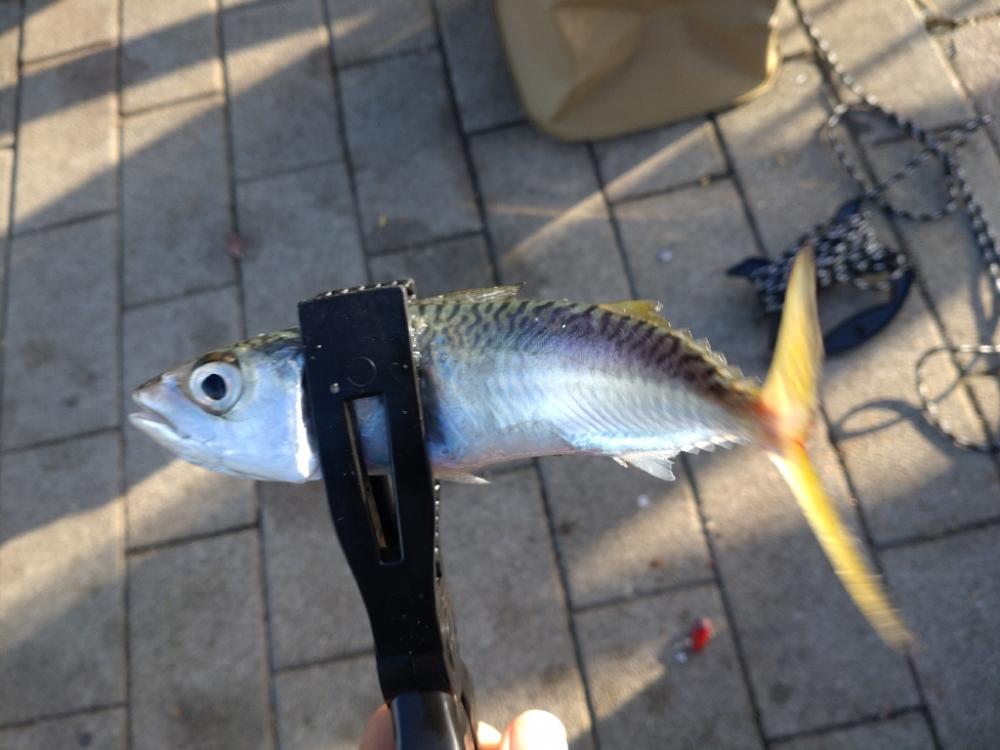 シーサイドコスモ釣行