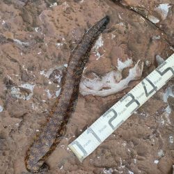 11/17釣果　アカハタ！