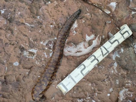 11/17釣果　アカハタ！