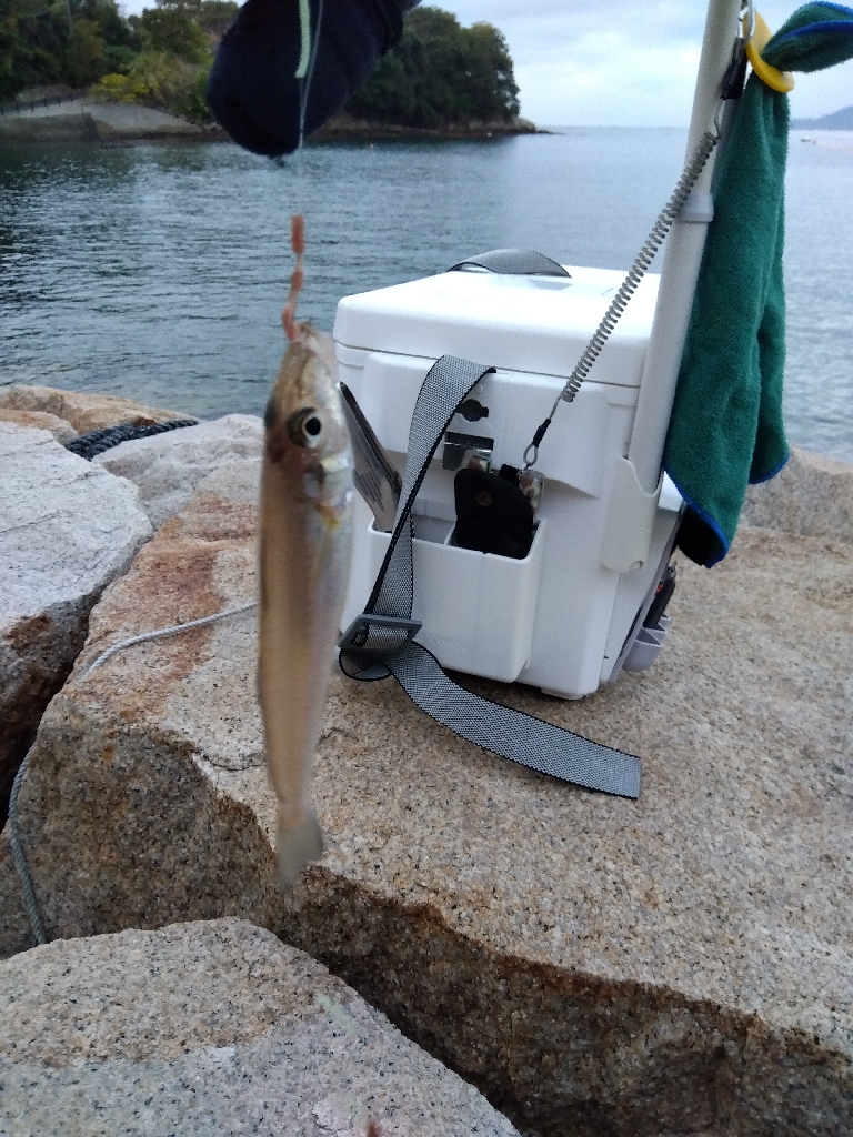 室津のキス釣りく