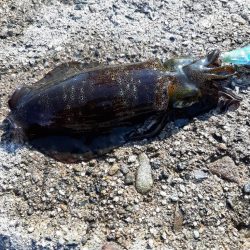 久しぶりの日本海