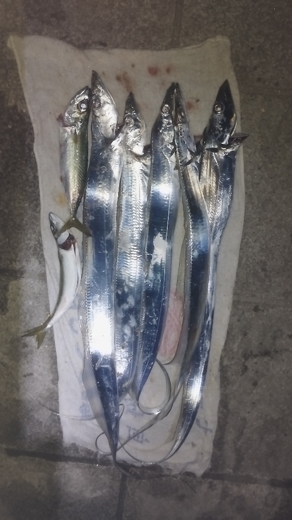 ロマンの紀ノ川、数のマリーナ