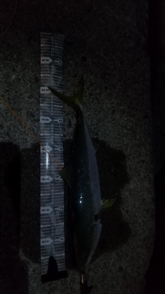 久しぶりの青物