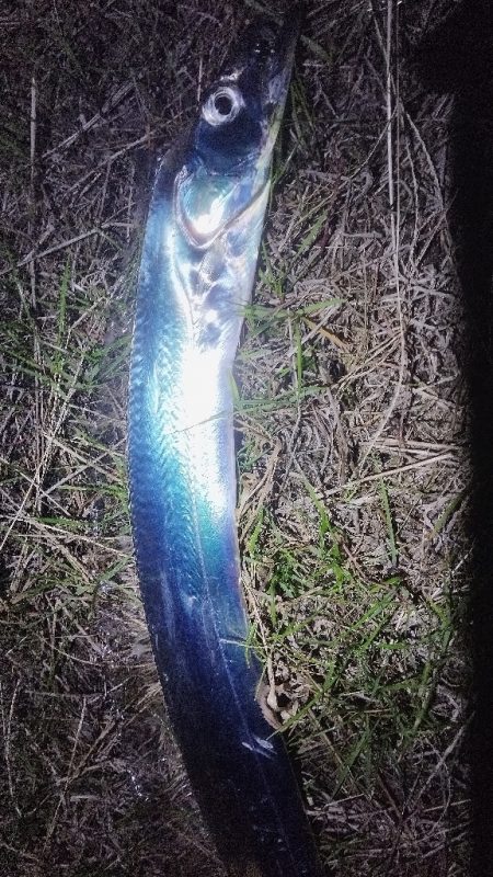 ポツンと太刀魚