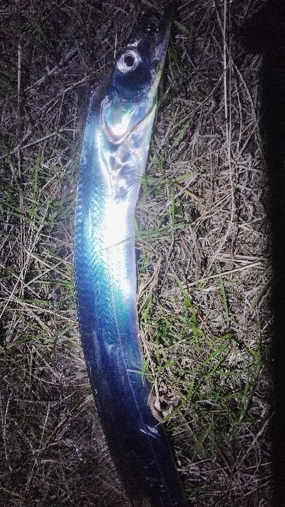 ポツンと太刀魚