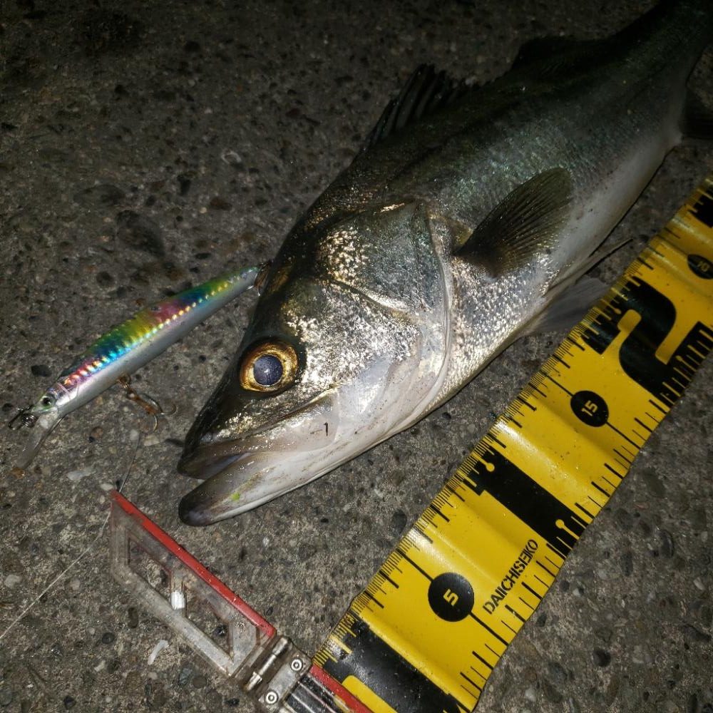 スズキさんおはよう！