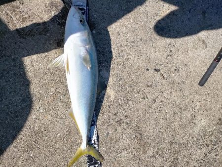 鯖の飲ませでメジロ