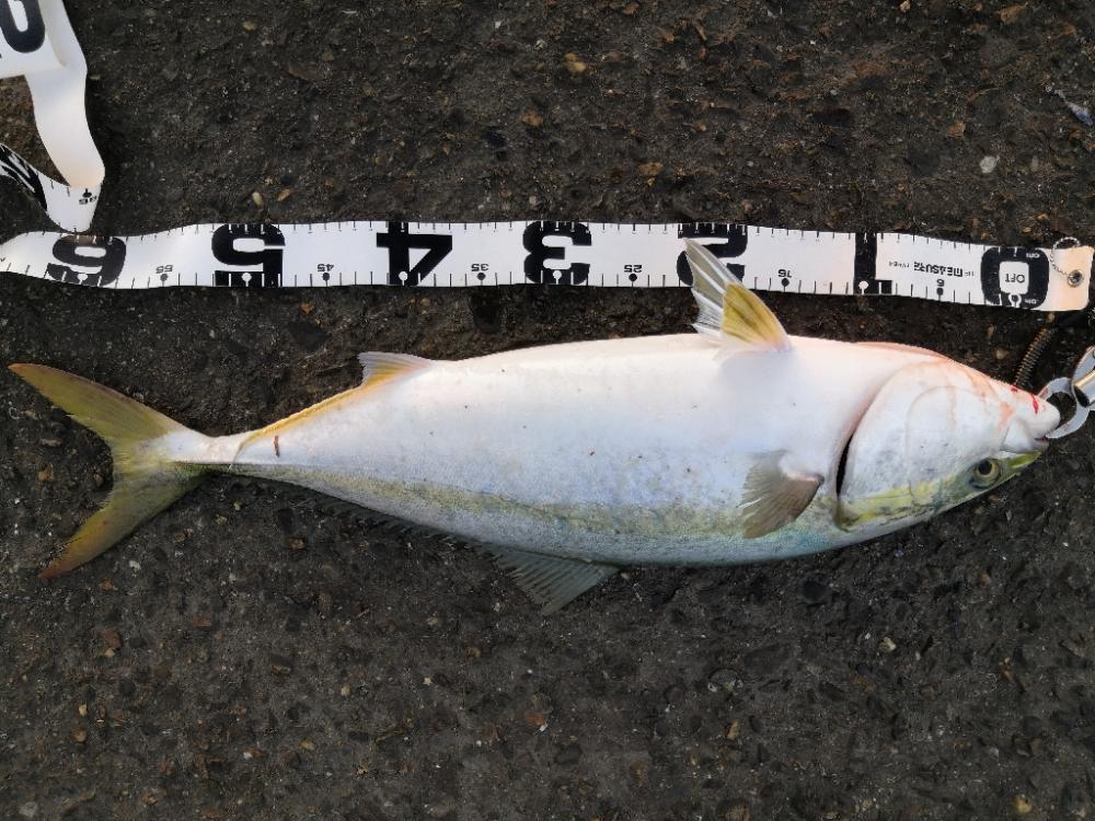 ショアジギングでメジロ3