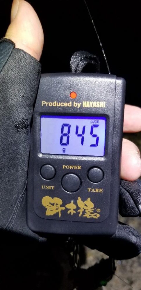 キロ届かずも大物イカGET。数も有り