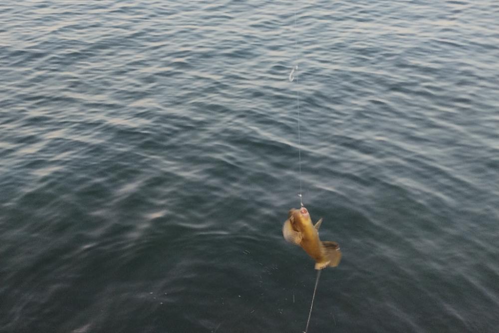 大阪産カワハギ