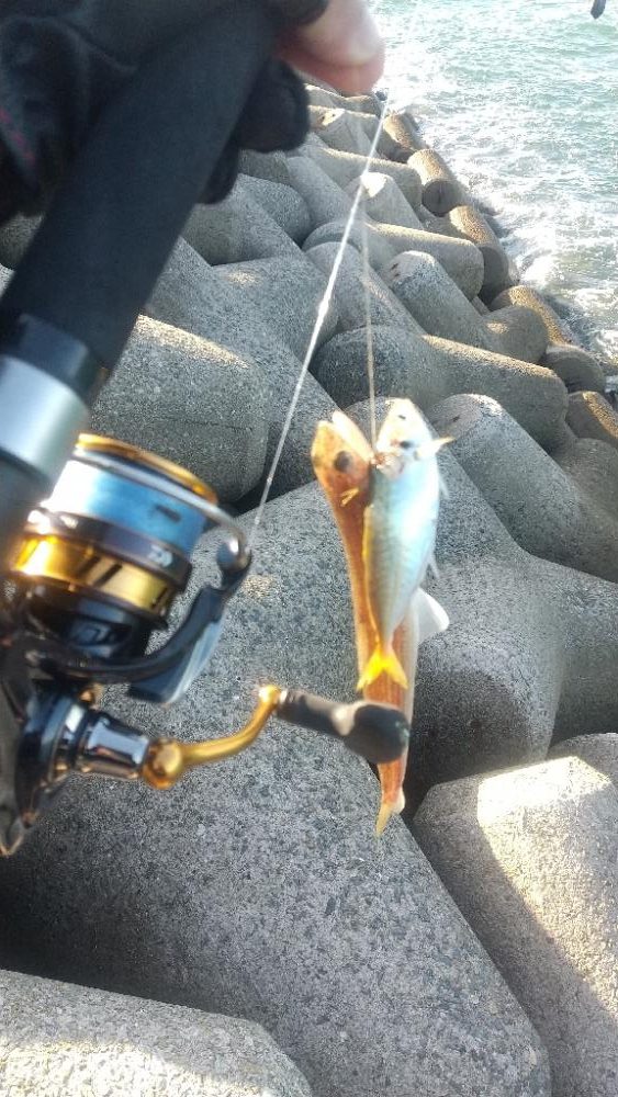 アジが釣りたい