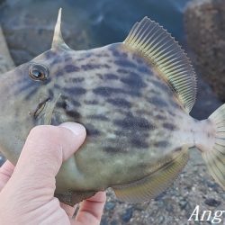 灘浜で良型カワハギを8枚ゲット！
