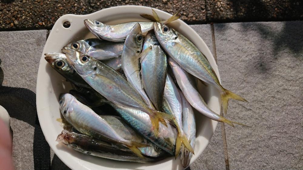 淡路島アジング 淡路島 由良 アジング サバ 陸っぱり 釣り 魚釣り 釣果情報サイト カンパリ