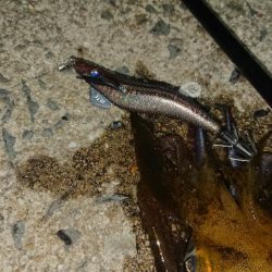 対馬エギング釣果