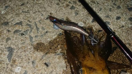 対馬エギング釣果