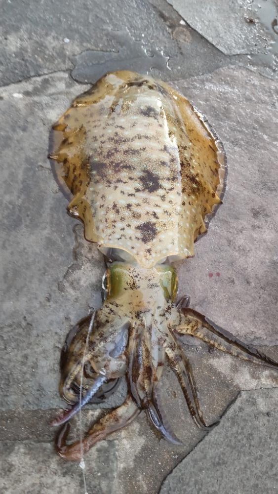 急遽、初、日引漁港釣行！