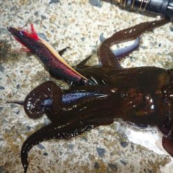 対馬エギング釣果