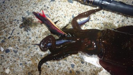 対馬エギング釣果