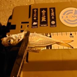 黄アジはどこへ？