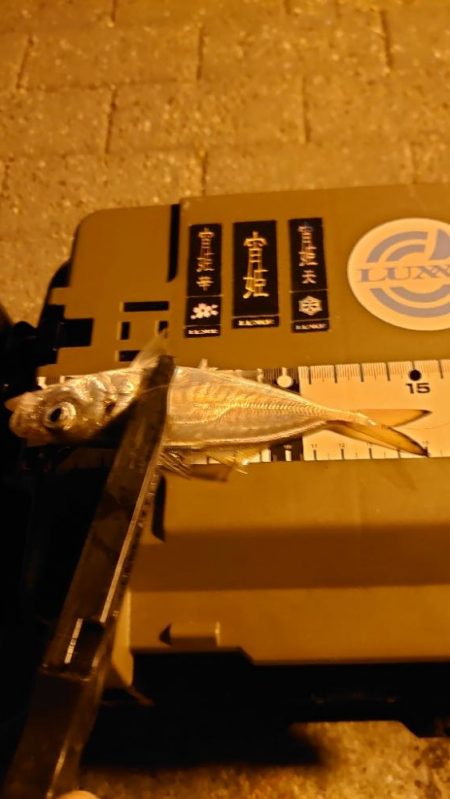 黄アジはどこへ？