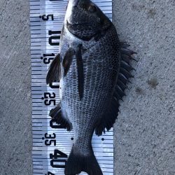 イチノ兄弟（兄）釣果！