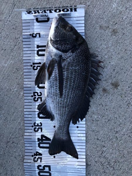 イチノ兄弟（兄）釣果！