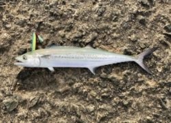 ショアジギング