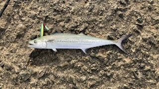 ショアジギング