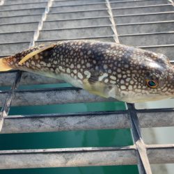 フィッシングパーク光