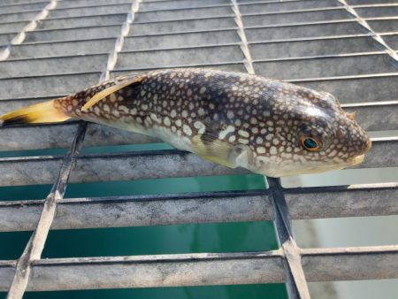 フィッシングパーク光