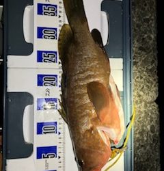 虫ヘッド最強！