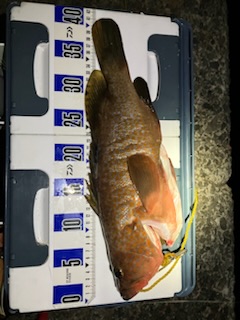 虫ヘッド最強！