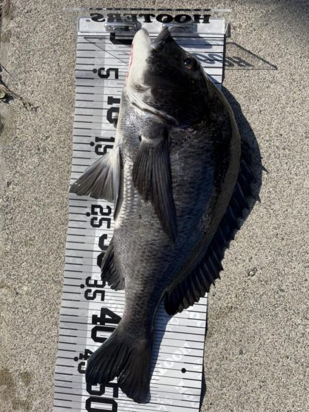 イチノ兄弟（兄）釣果！