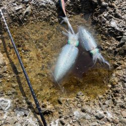 エギング初釣果❗️