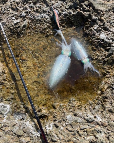 エギング初釣果❗࿠…