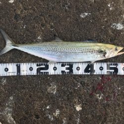 サゴシで精一杯