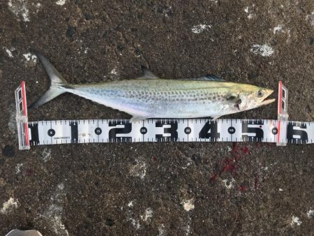 サゴシで精一杯