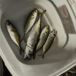 挨拶は大事だよなー