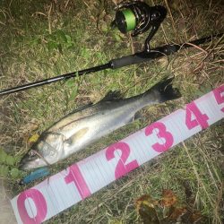 セイゴ2匹でした。