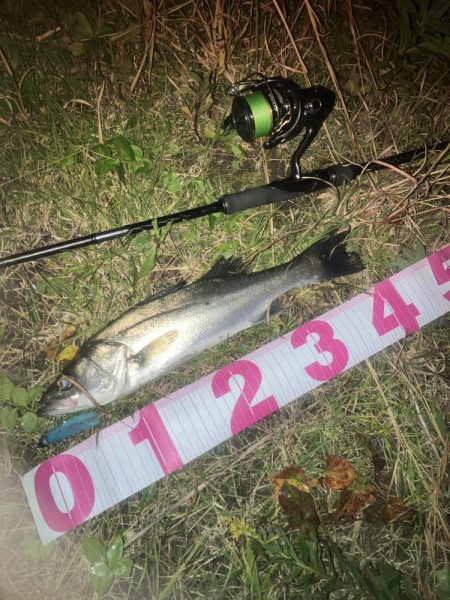 セイゴ2匹でした。